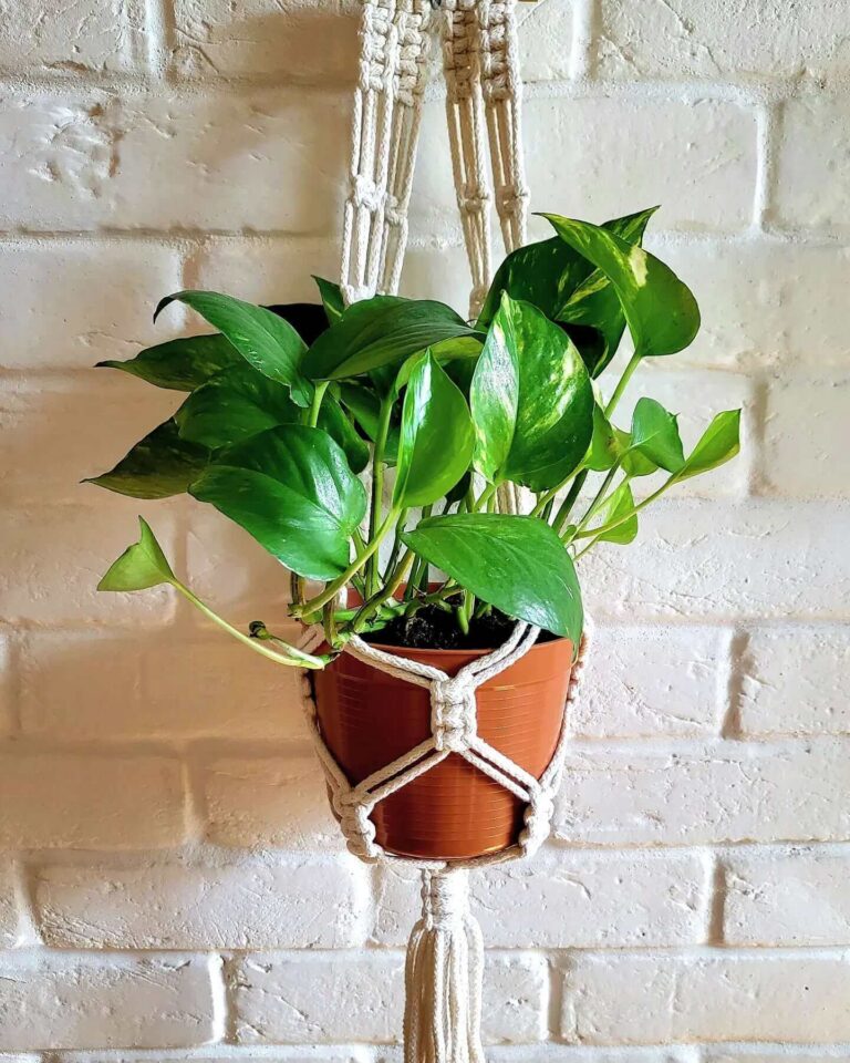 Natural Macrame Plant Hanger