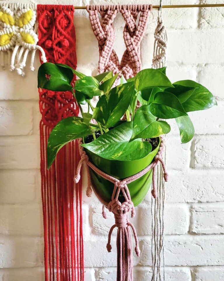macrame wall plant holder tori`stale