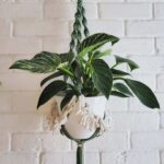 Sage & White Plant Hanger TorisTale