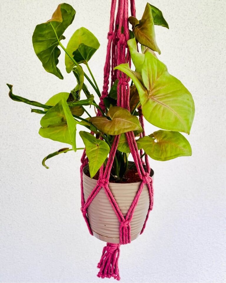 pink plant hanger tori`stale 1
