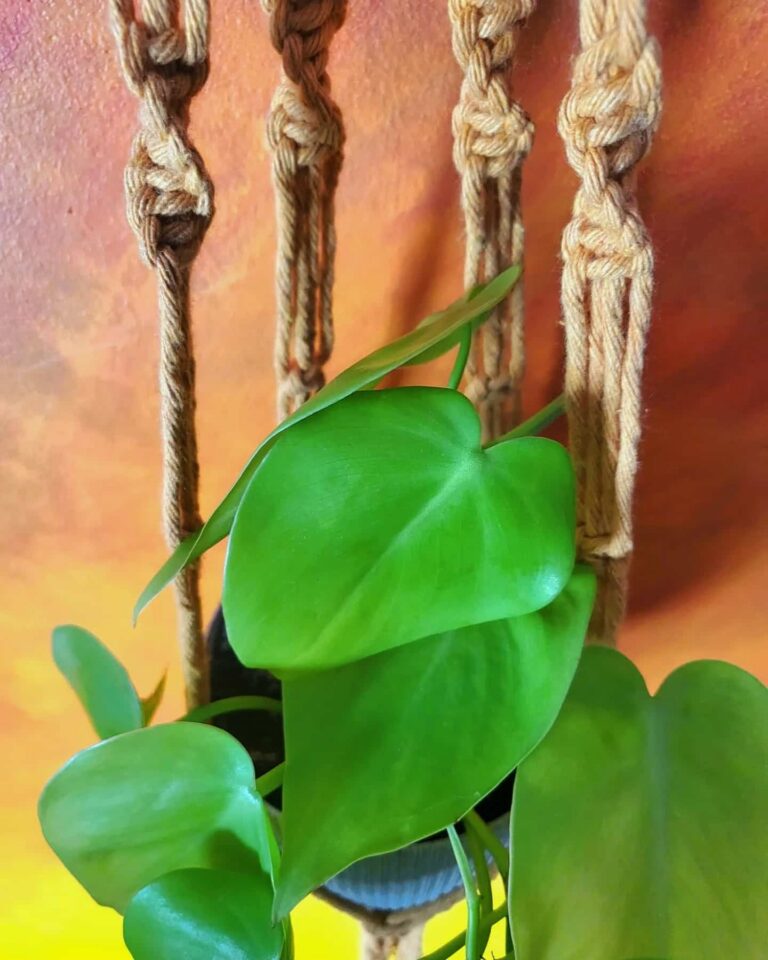 macrame small plant hanger tori`s tale
