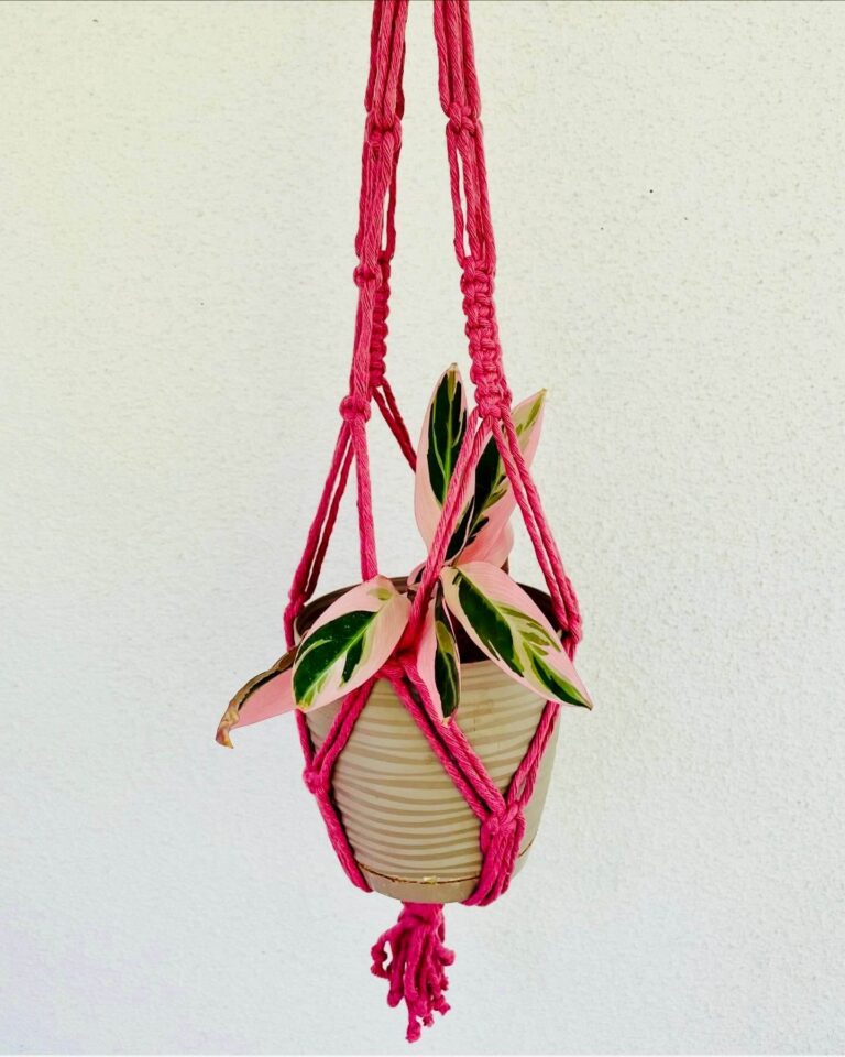 pink plant hanger tori`stale