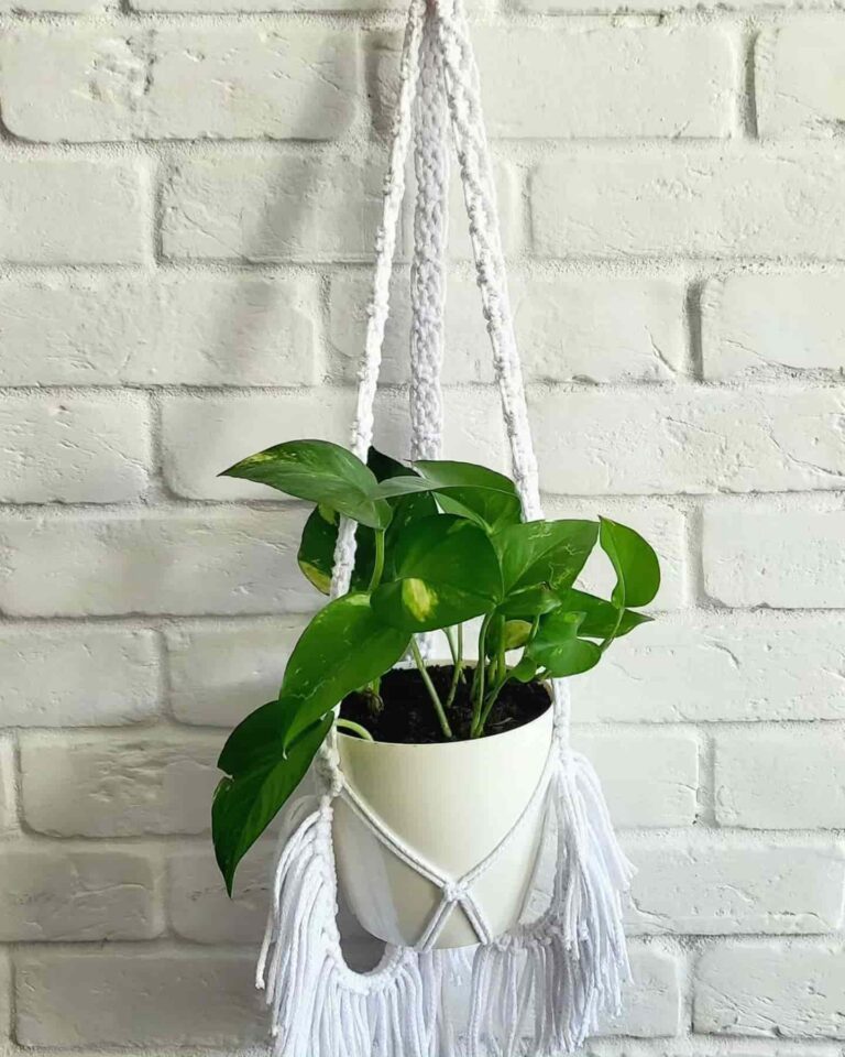 Natural White Macrame Ceilinig Plant Hanger