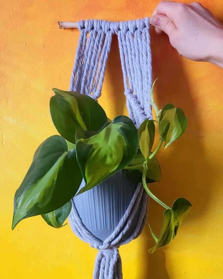 small plant hanger tori`stale