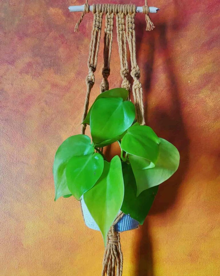 plant hanger tori`stale