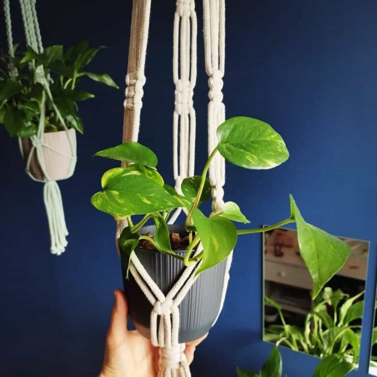 macrame plant hangers tori`stale