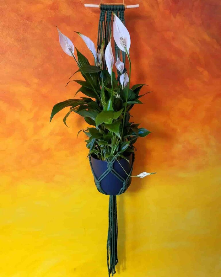 spathyphylum plant hanger tori`stale