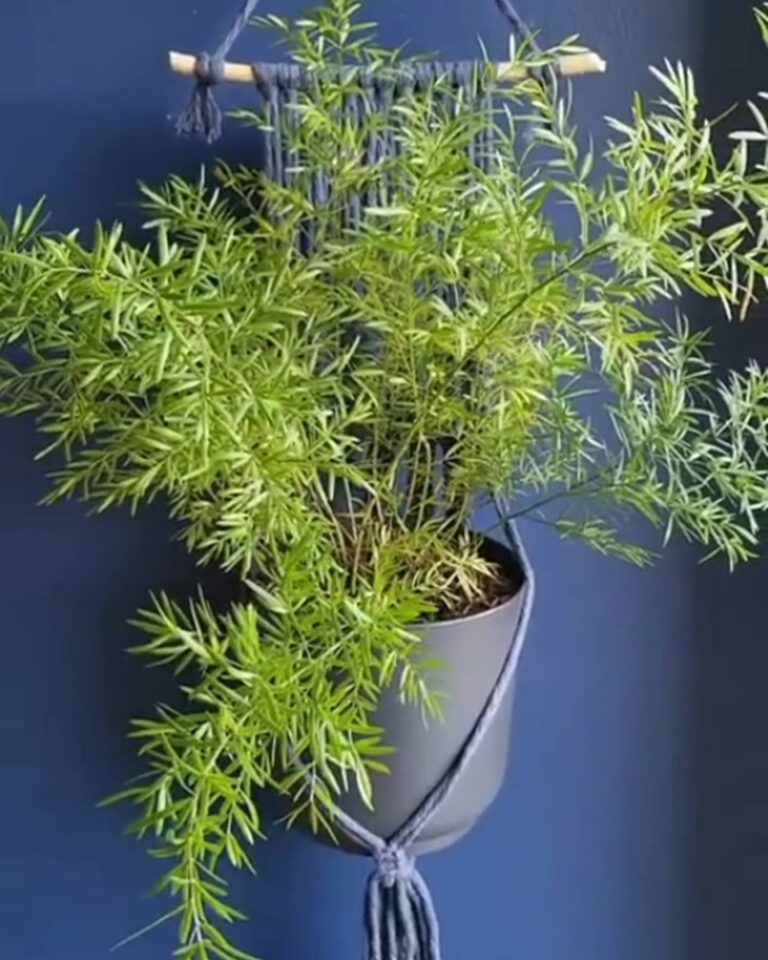 asparagus plant hanger tori`stale