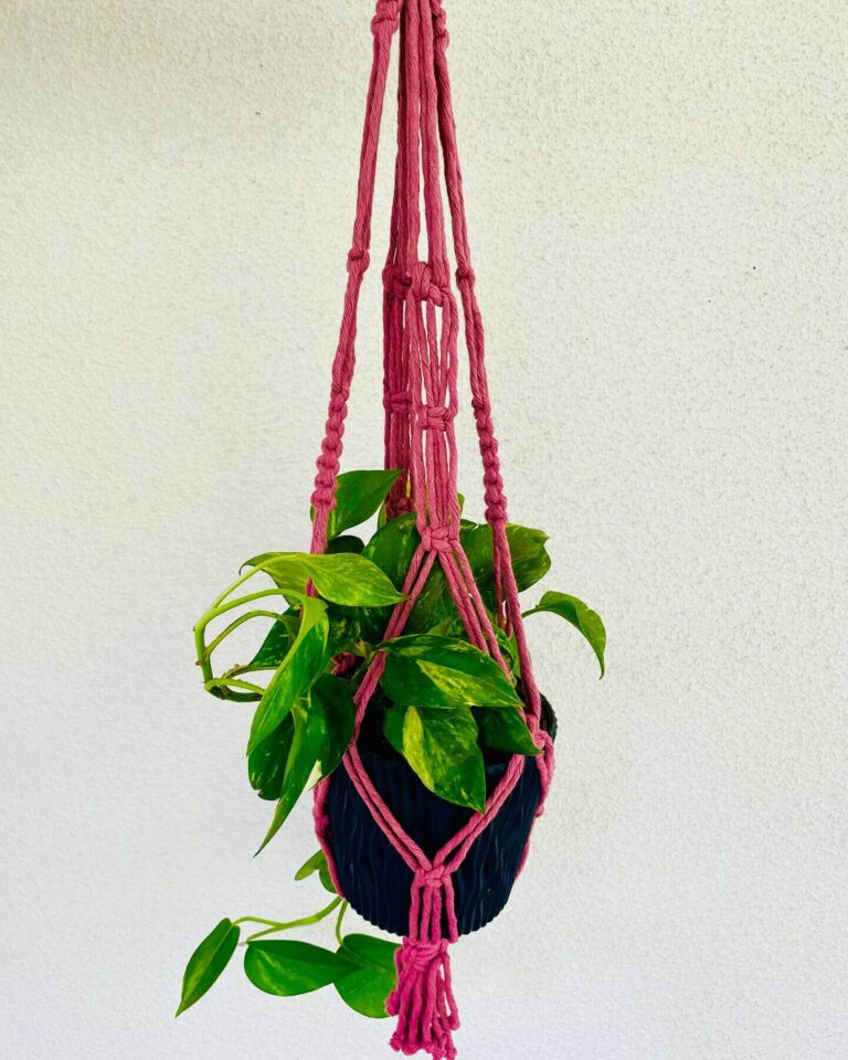 pink plant hanger tori`stale 2