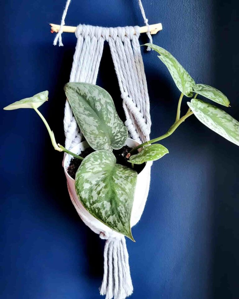 plant hanger small wall holder tori`stale macrame