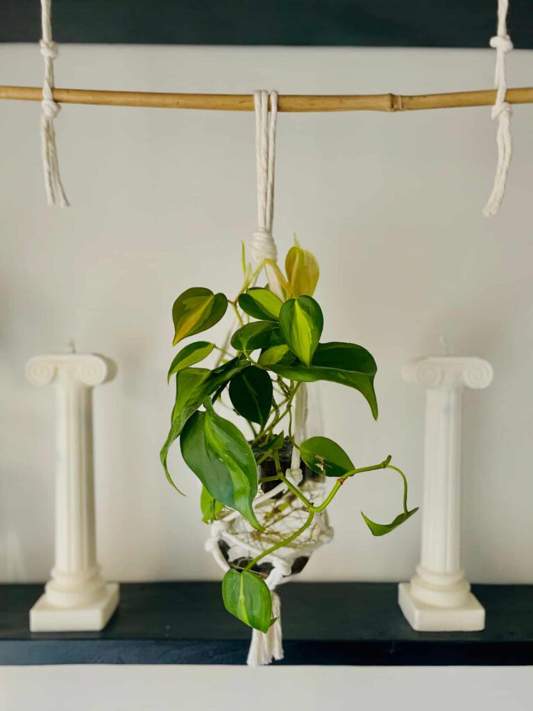 small macrame plant hanger tori`stale