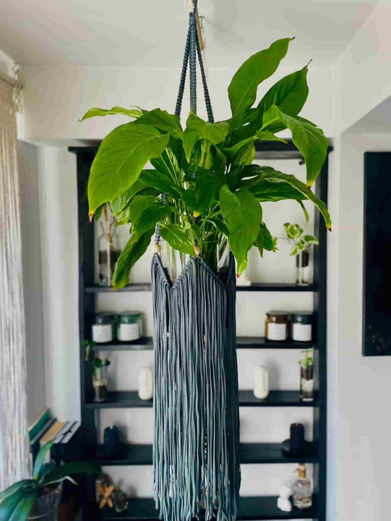 pale sage ceiling macrame plant hanger tori`stale