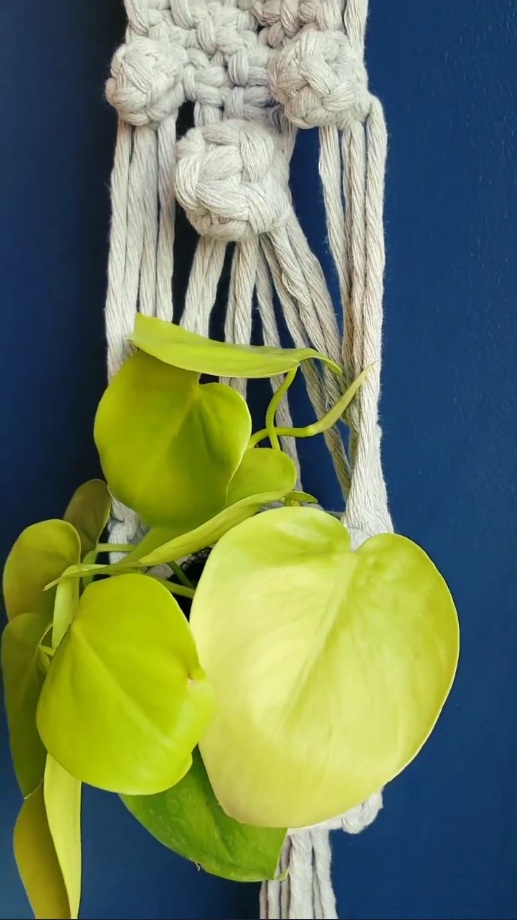 macrame wall plant hanger tori`stale