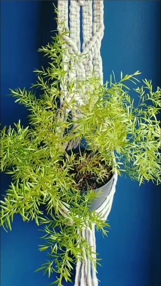 macrame wall plantbed tori`stale