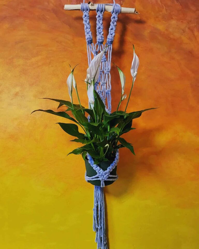 spathyphylum plant hanger tori`stale