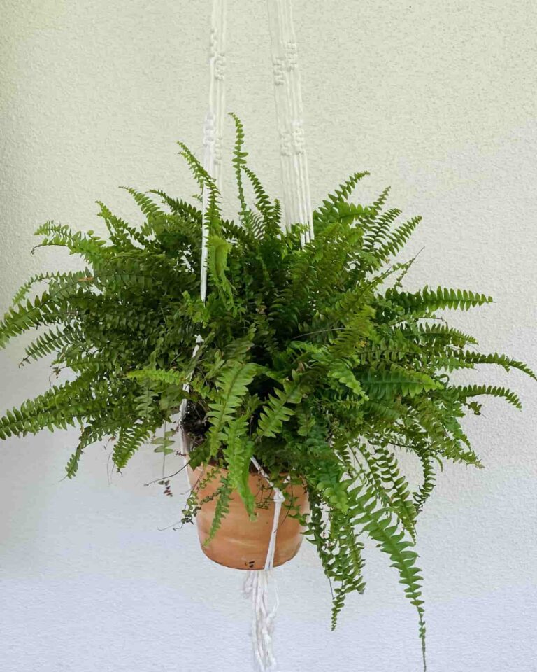 tori`stale big plant hanger