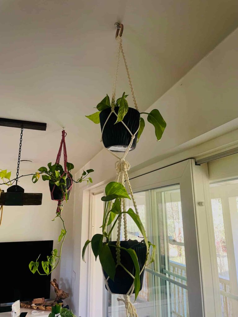 double plant hanger toristale